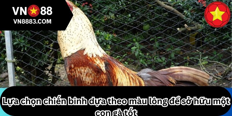 Lựa chọn chiến binh dựa theo màu lông để sở hữu một con gà tốt
