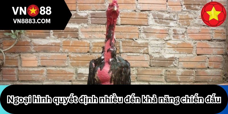 Ngoại hình quyết định nhiều đến khả năng chiến đấu