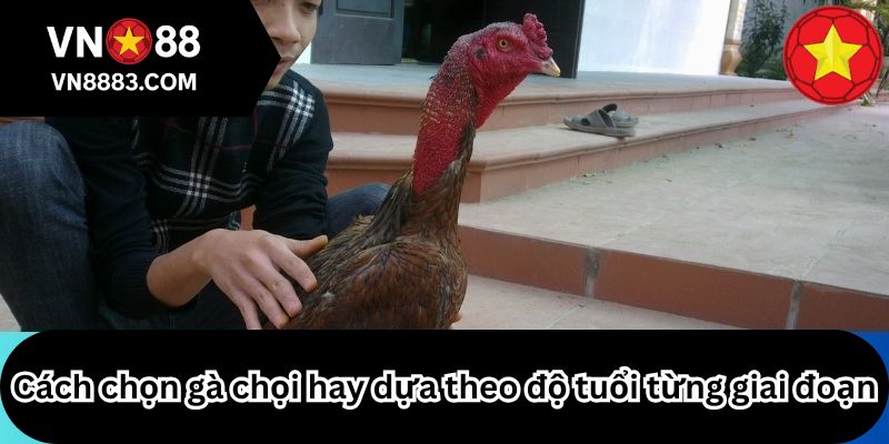 Cách chọn gà chọi hay dựa theo độ tuổi từng giai đoạn